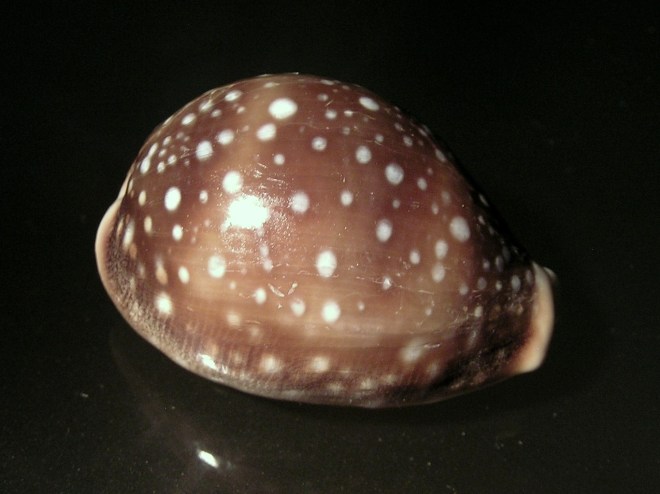 Cypraea_vitellus_002