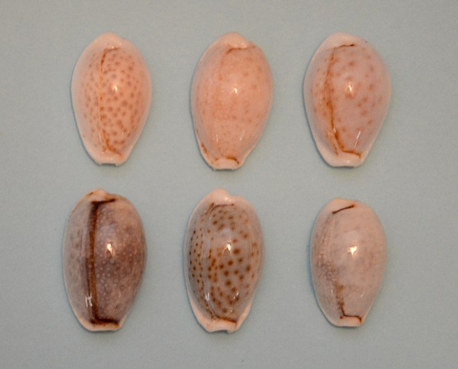 Cypraea Boivinii Kiener 1843