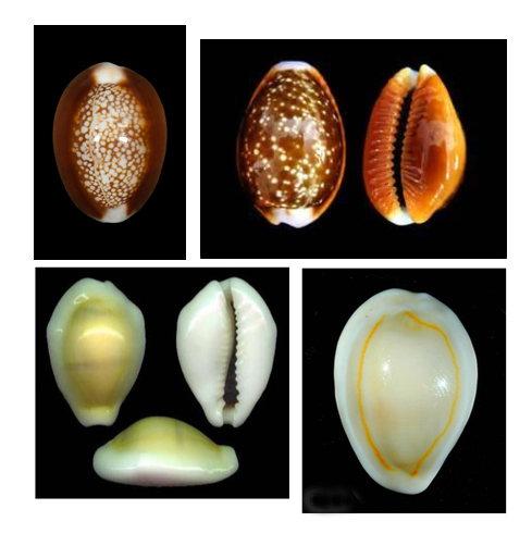 cypraea