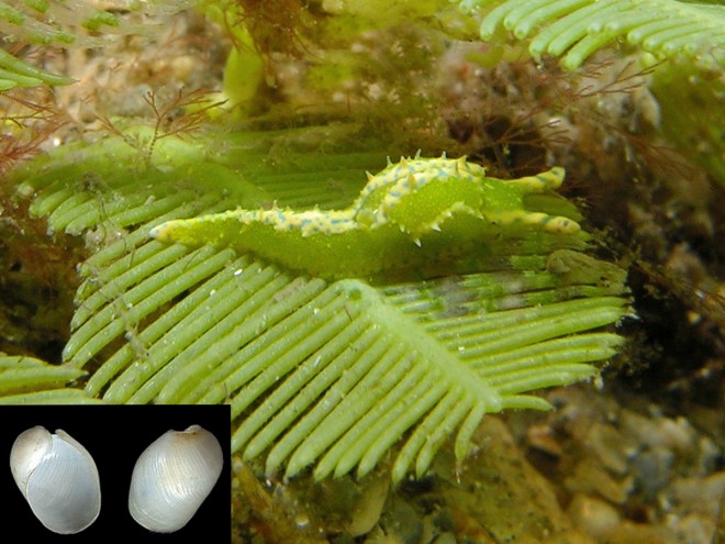 OxnoeantillarumshellcollageAnneDSCN60412web