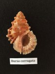 bursa corrugata