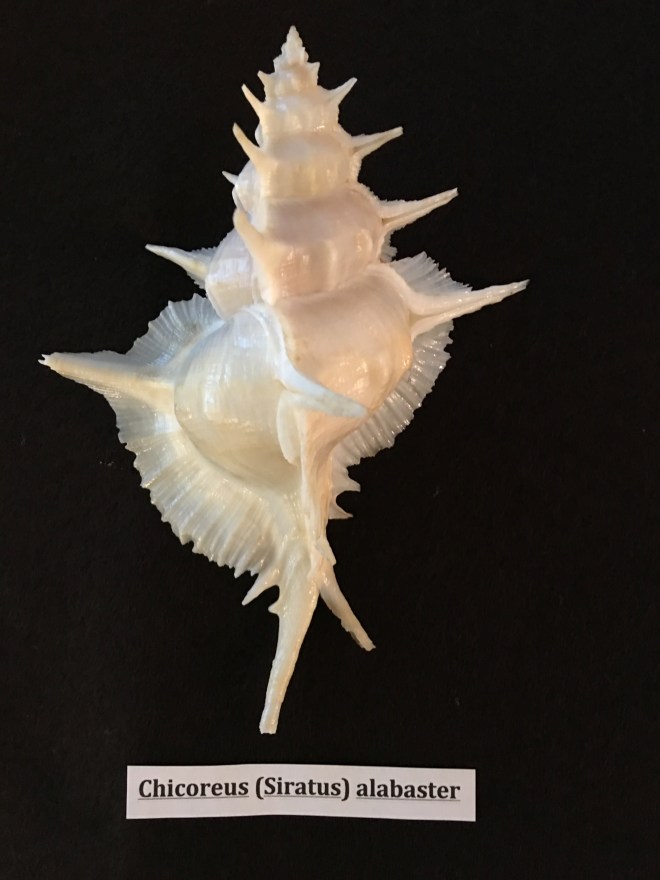 chicoreus siratus alabaster