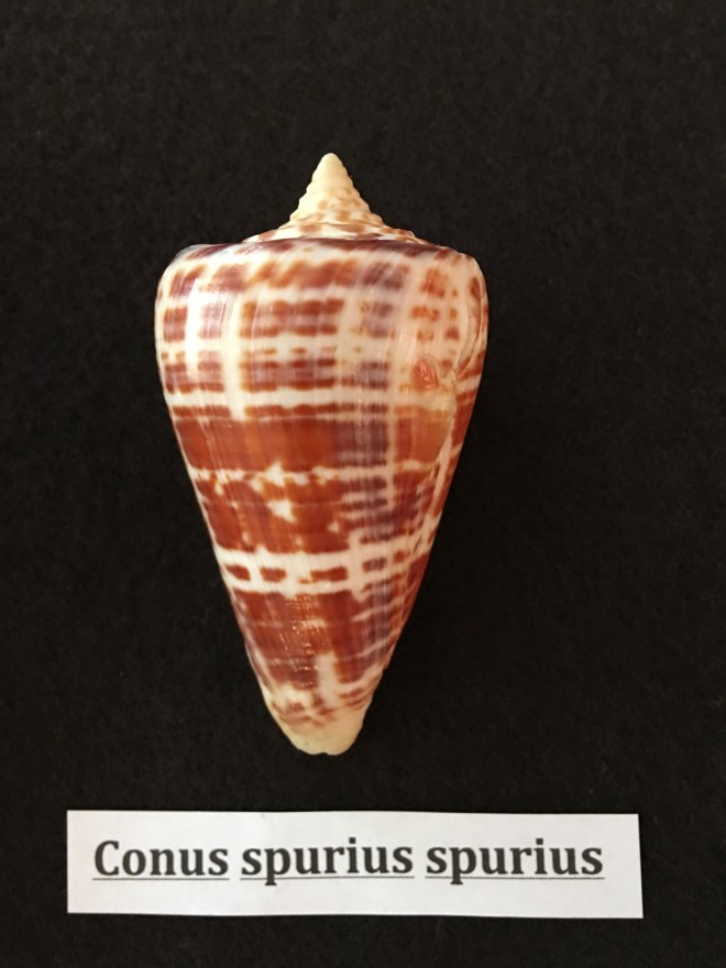 conus spurius spurius