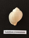 eudolium crosseanum