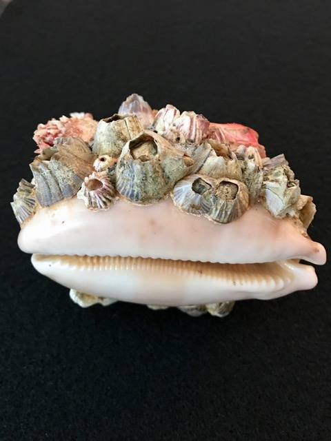 Incrusted Mappa Cowrie