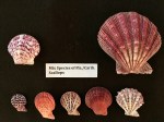 mixed species of florida caribbean scallops