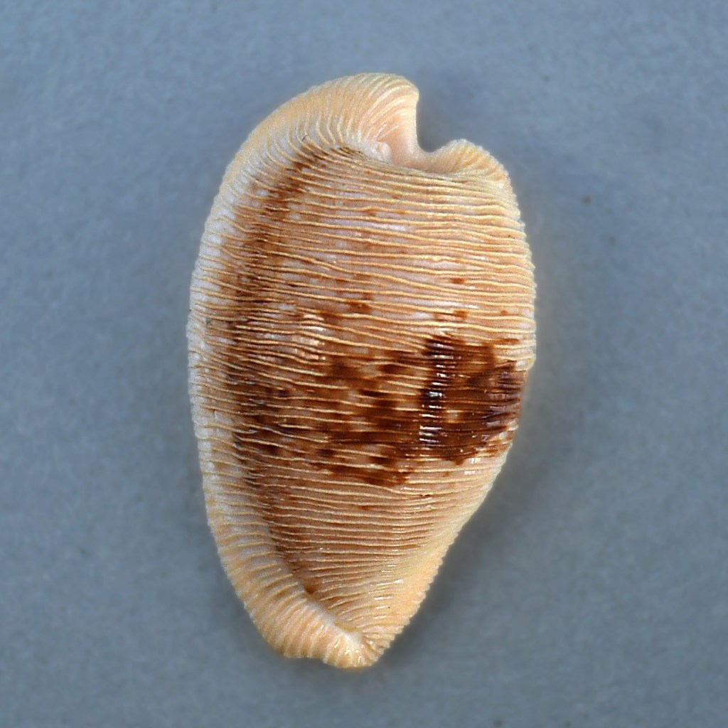 Shell of the Month – Page 3 – Broward Shell Club