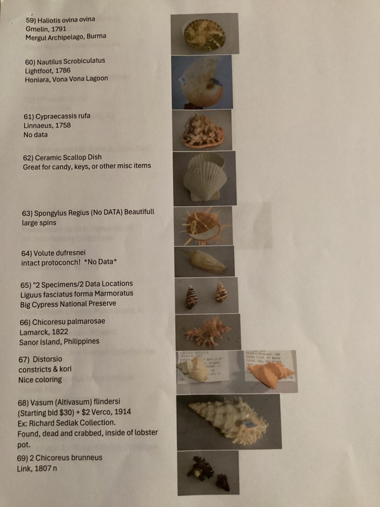 2026 Sh7ell Club Auction page