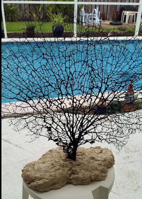 Black sea fan on coral
